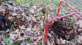 #fedicorto  Trasplante de habas para aprovechar espacio y mejorar el sector  de las frambuesas by fedicortosjs